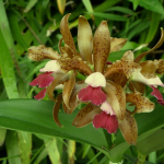 Cattleya leopoldii